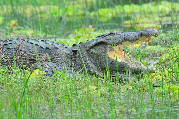 Glamping & Safari - Wilpattu National Park 1 night 2 days  - Photo 1 of 5